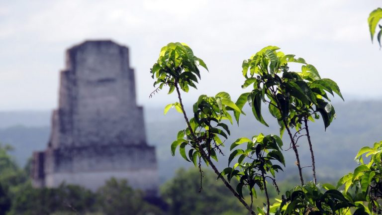 Nationaal Park Tikal in Guatemala