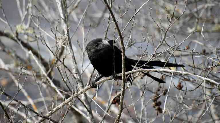 Juffrouw Zonderkop (sage uit Echt)