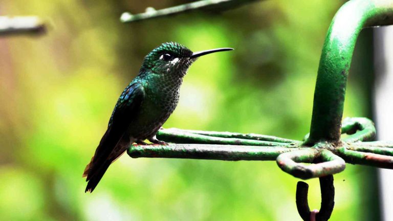 Vogels die ik gezien heb in Costa Rica