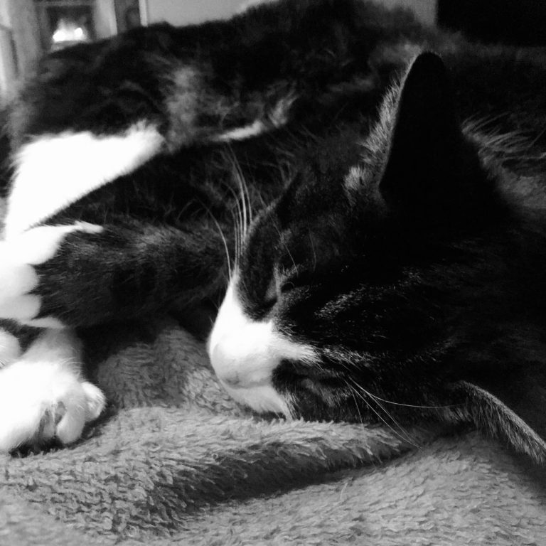 Schrödinger’s cat