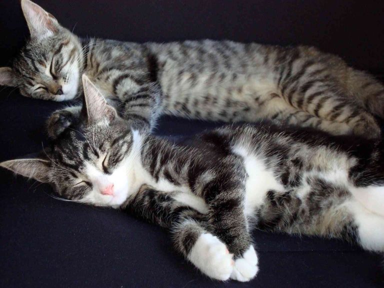 Leukste katjes die er zijn