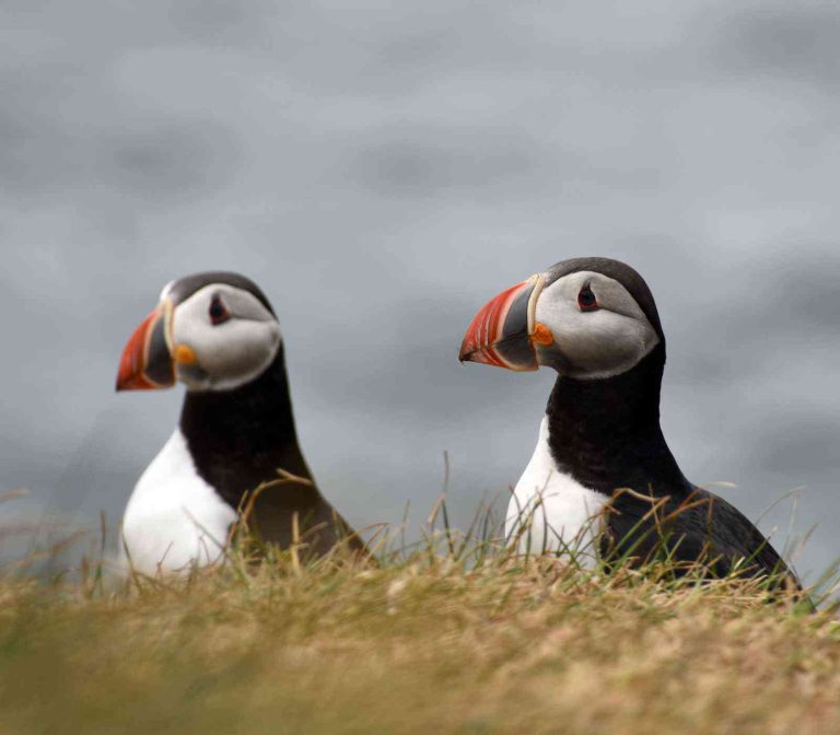 Papegaaiduikers in IJsland