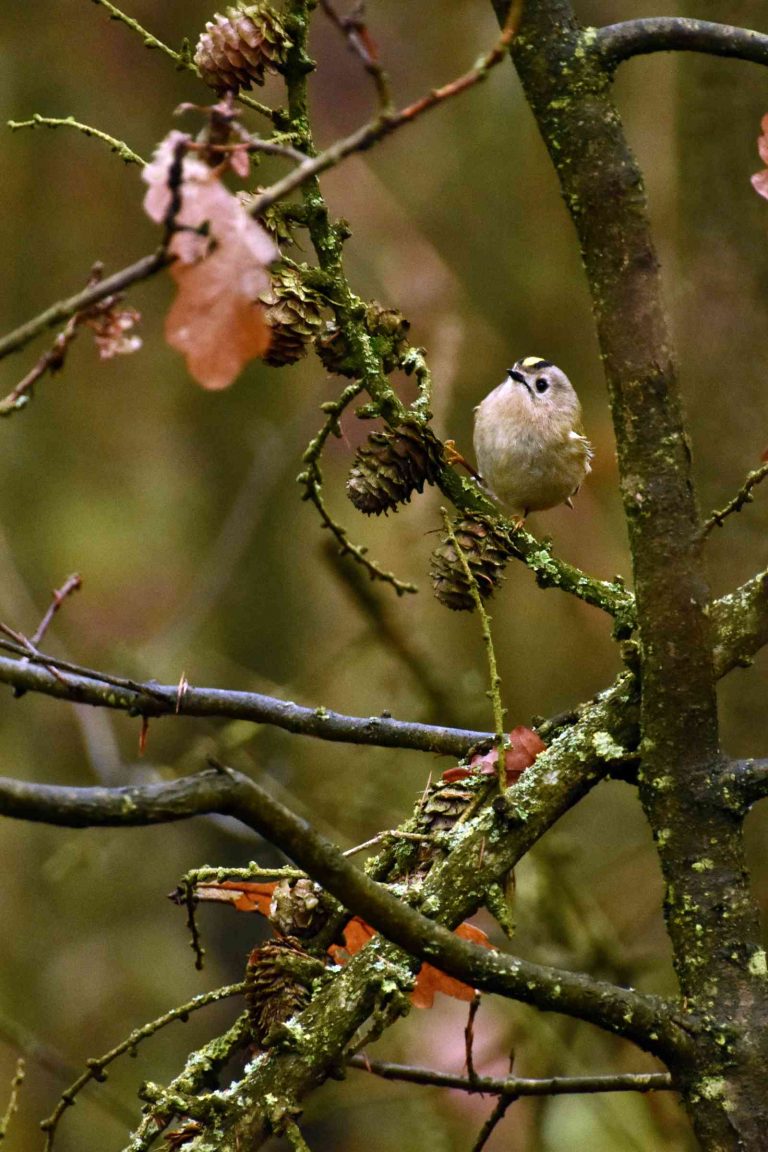Het kleinste vogeltje van Nederland: het vliegensvlugge goudhaantje