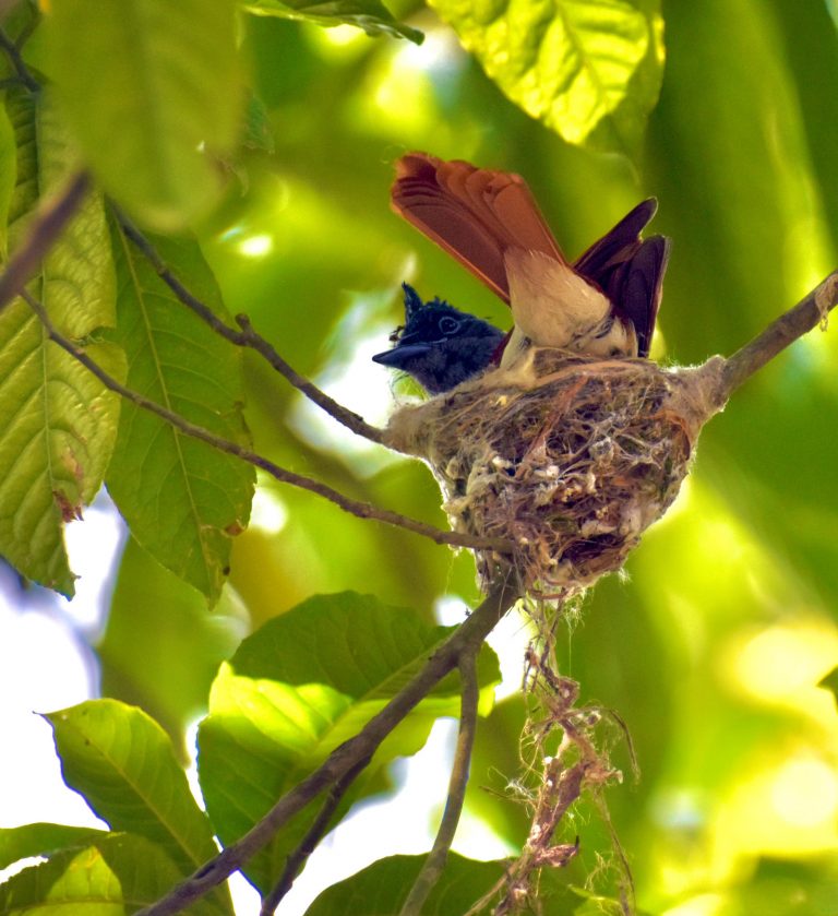 De Asian Paradise Flycatcher