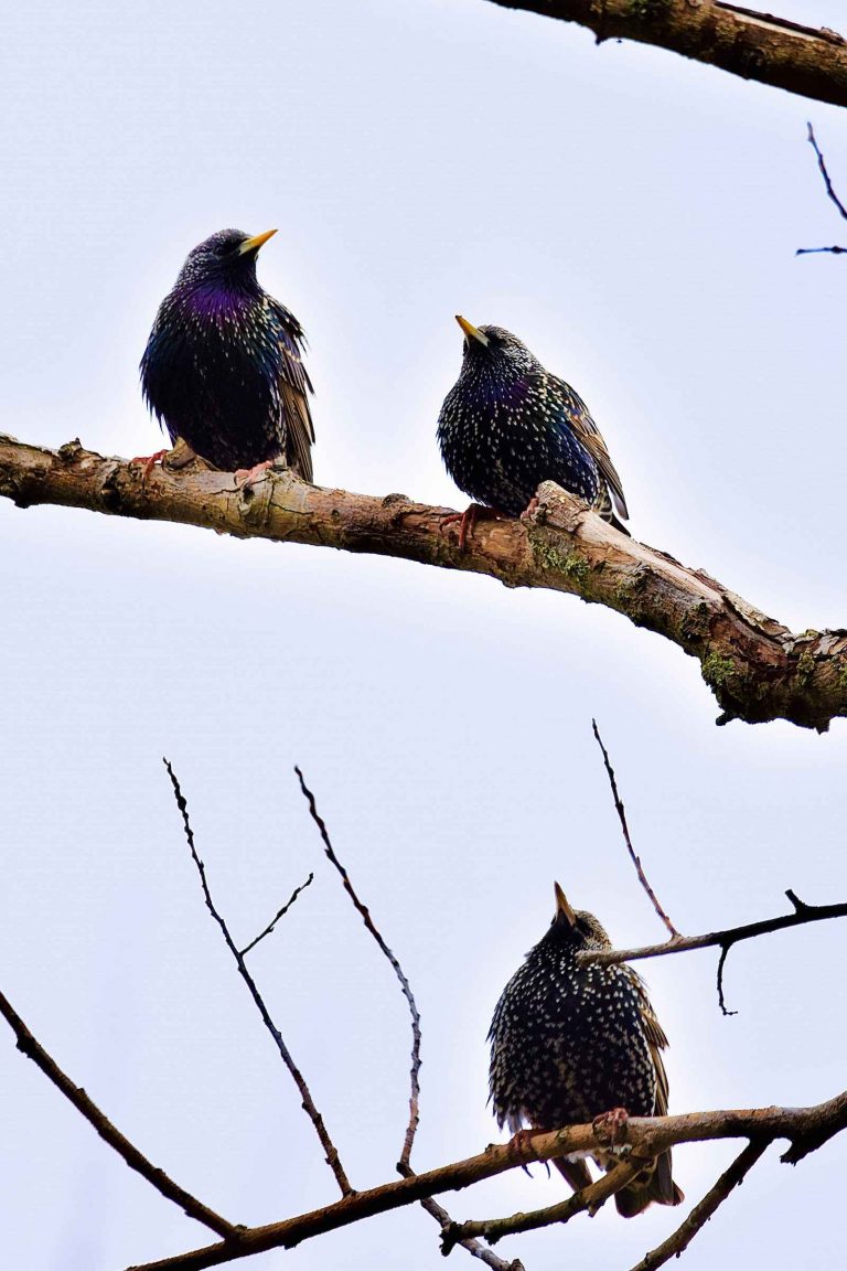 Sigma 150-600mm telelens: eindelijk scherp