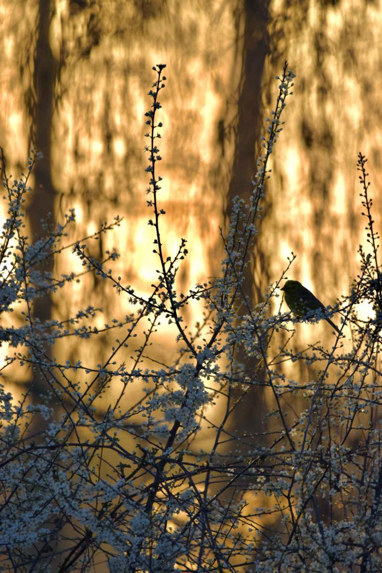 Prachtige plek: het Haeselaarsbroek en de velden eromheen