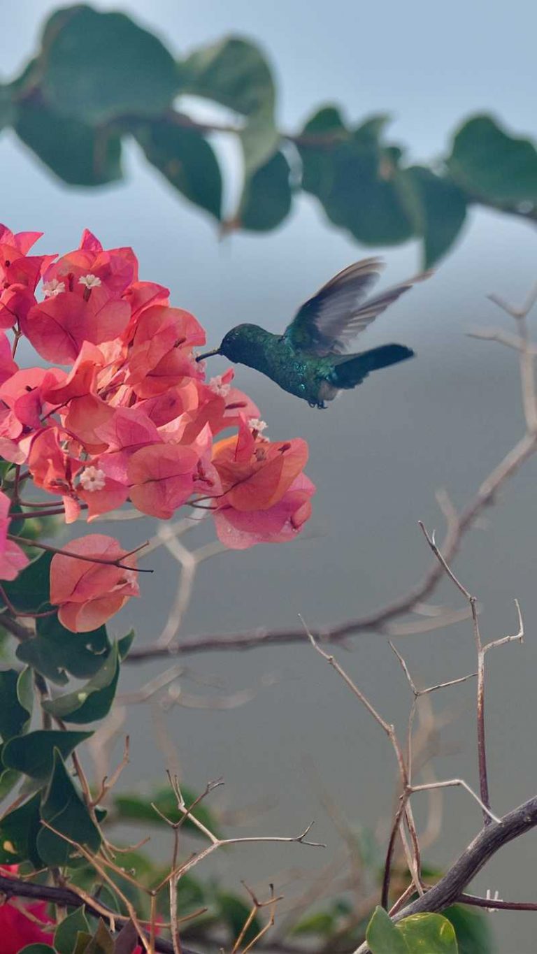 Blog: Curaçao – land van baaitjes, de troepiaal en diverse sauzen